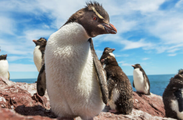 Penguenler Neden Üşümüyor?